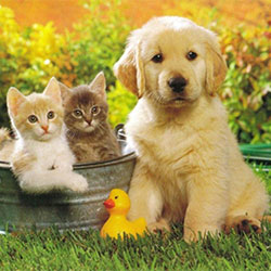 Giving Your Pet A Proper Adoption